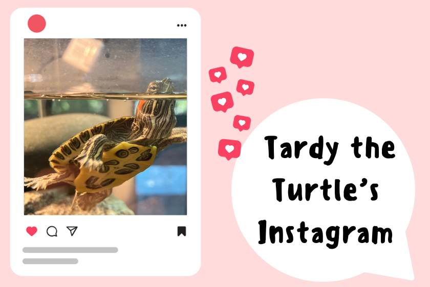 Tardy the Turtles Instagram
