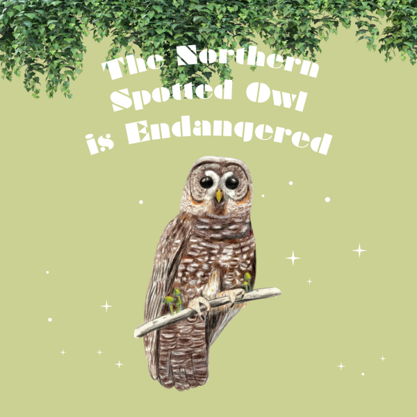 The Northern Spotted Owls are Endangered