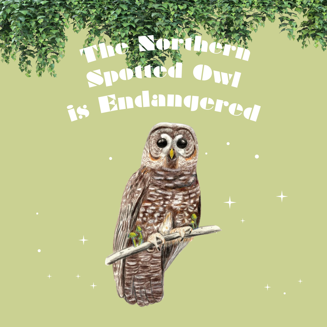 The+Northern+Spotted+Owls+are+Endangered
